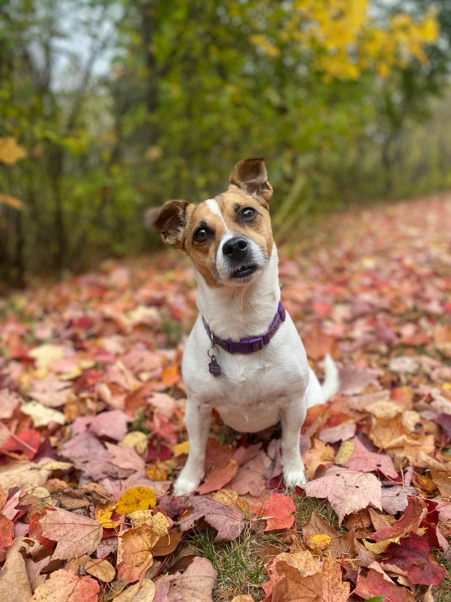 Meet Macy: our little&nbsp;firecracker