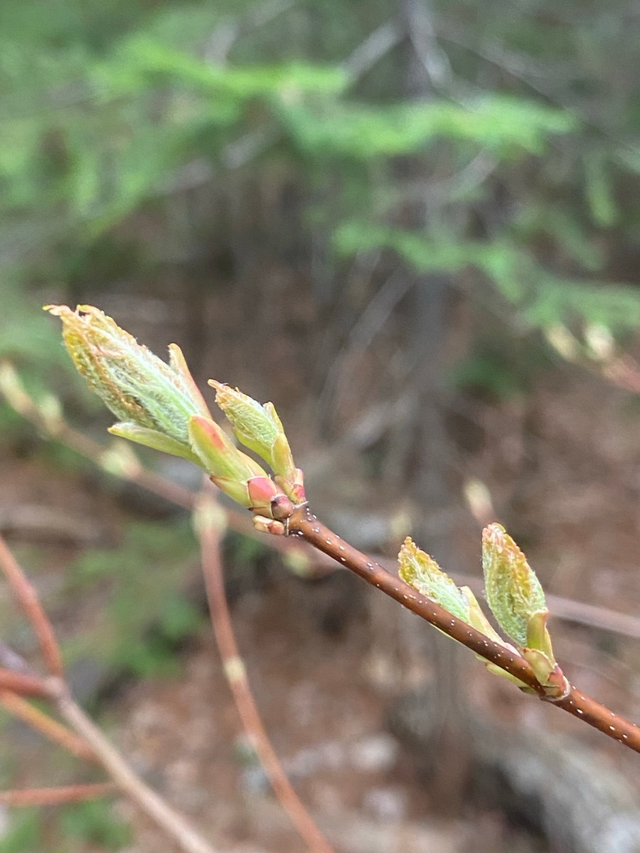 I’ve been talking to tree&nbsp;buds